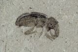 Fossil Weevil & Unidentified Larva - Green River Formation, Utah #94941-1